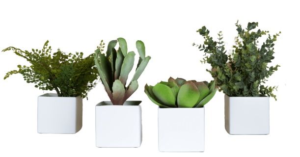 Phoenix Sukkulente: 4er Set Kunstpflanzen in weißen, quadratischen Töpfen für die Dekoration.